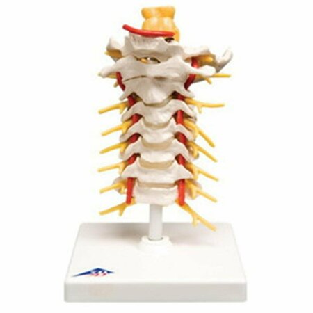 TOYS4.0 Anatomical Model Cervical Spinal Column TO2580327